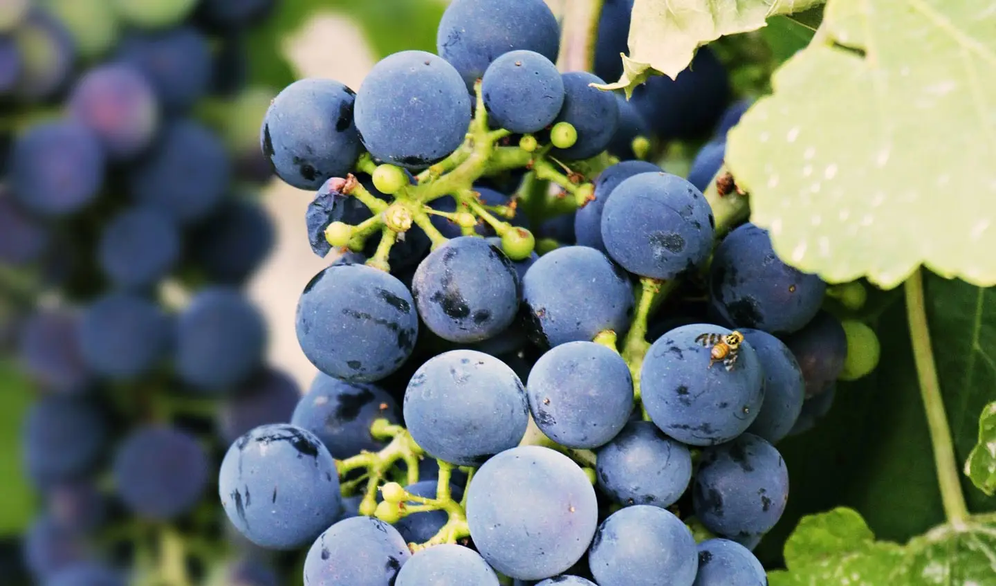 A close view of dark purple wine grapes still hanging on the vine