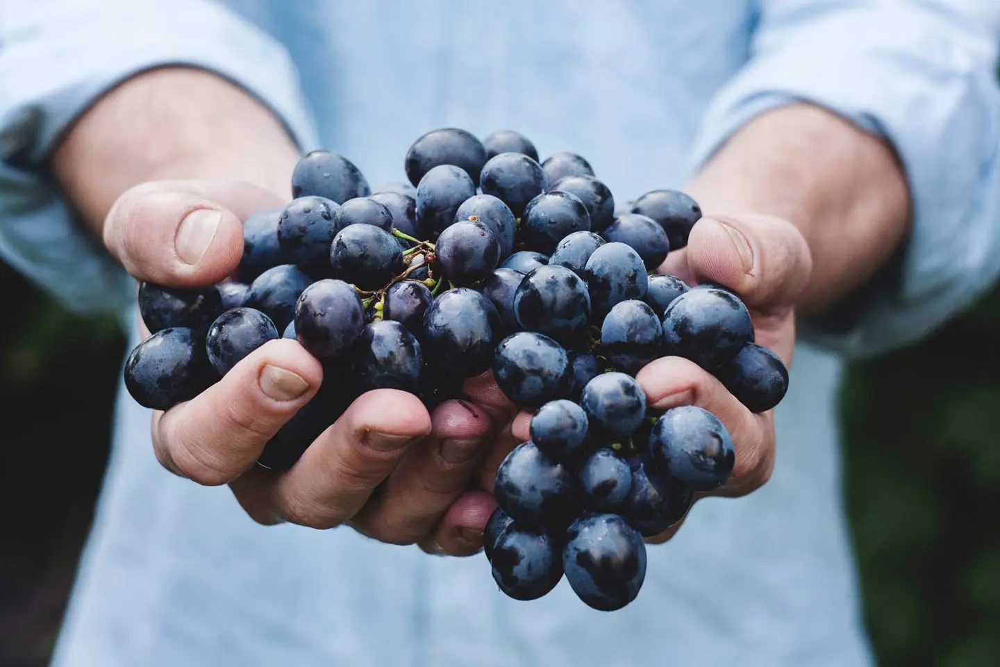 Two cupped hands holding a bunch of dark wine grapes